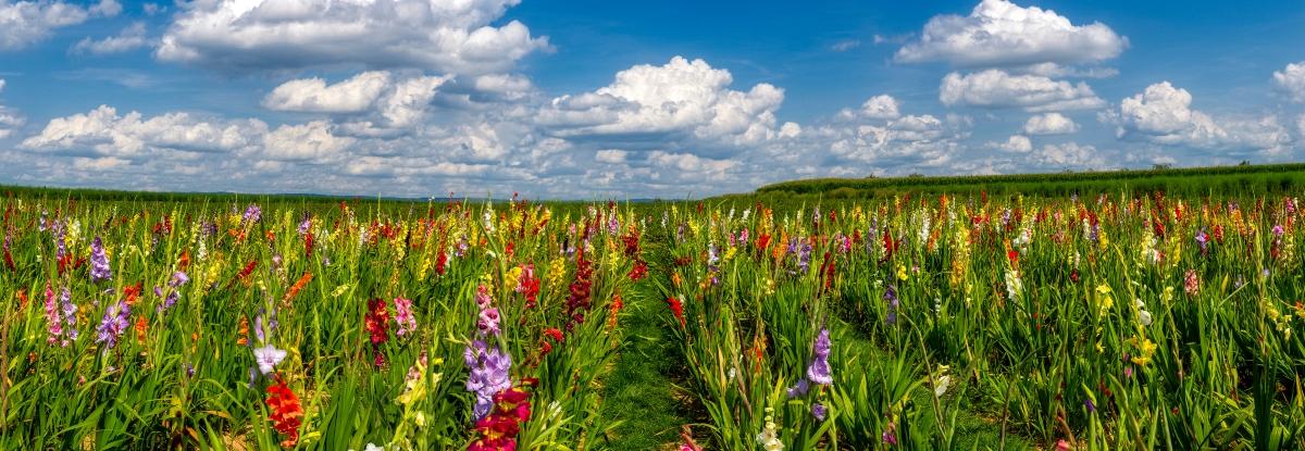 huge green field of blooming multi-colored gladioli