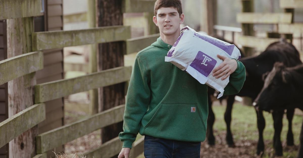 Man in green Carhartt sweatshirt carries a bag away from a group of cows.