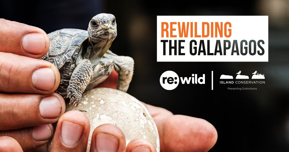 rewild galapagos