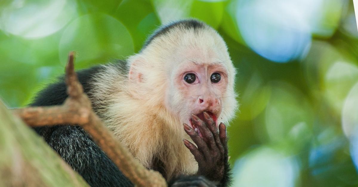 Capuchin monkey sitting in a tree eating fruit. 