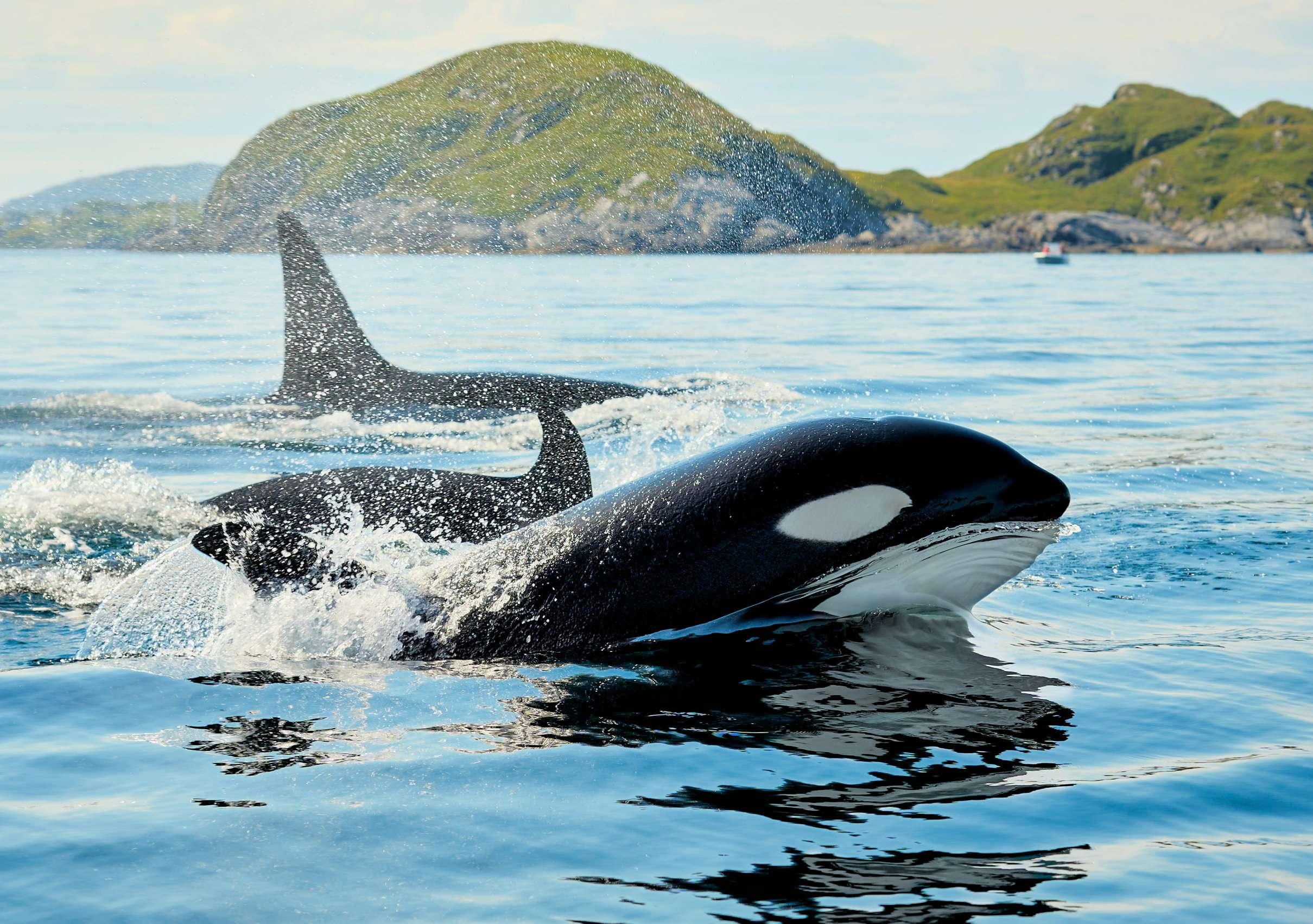 Killer whales are pictured in Norway.