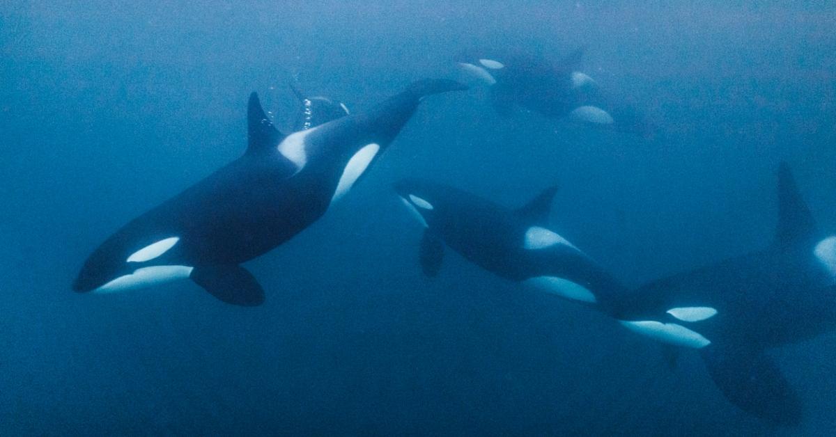 Orca Whales in Florida Keys: Watch the Video of This Unique Encounter