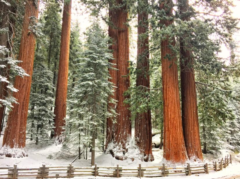 Redwood and pine trees in Sequoia National Park are covered in freshly-fallen snow.