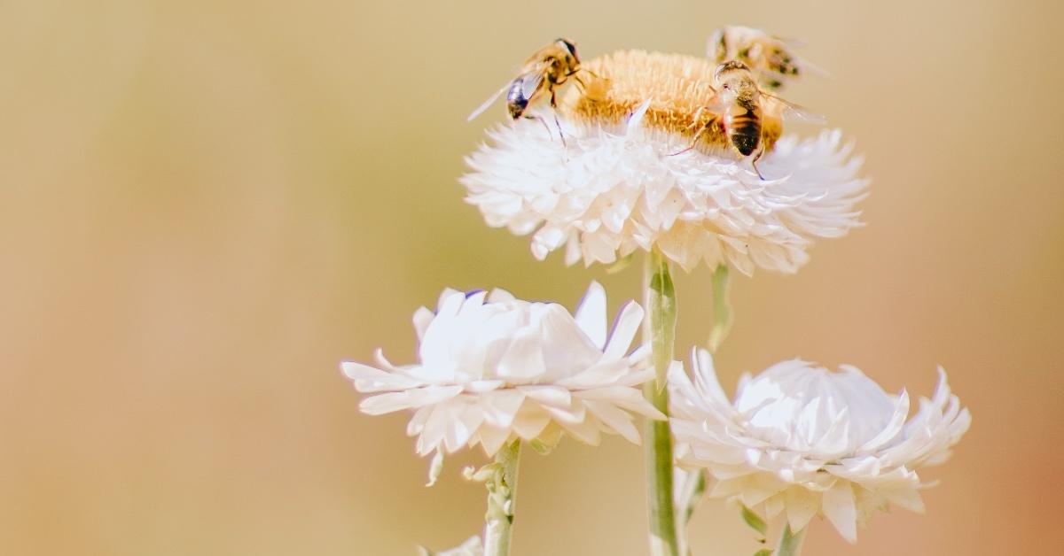 Three bees on top of a white flower. 