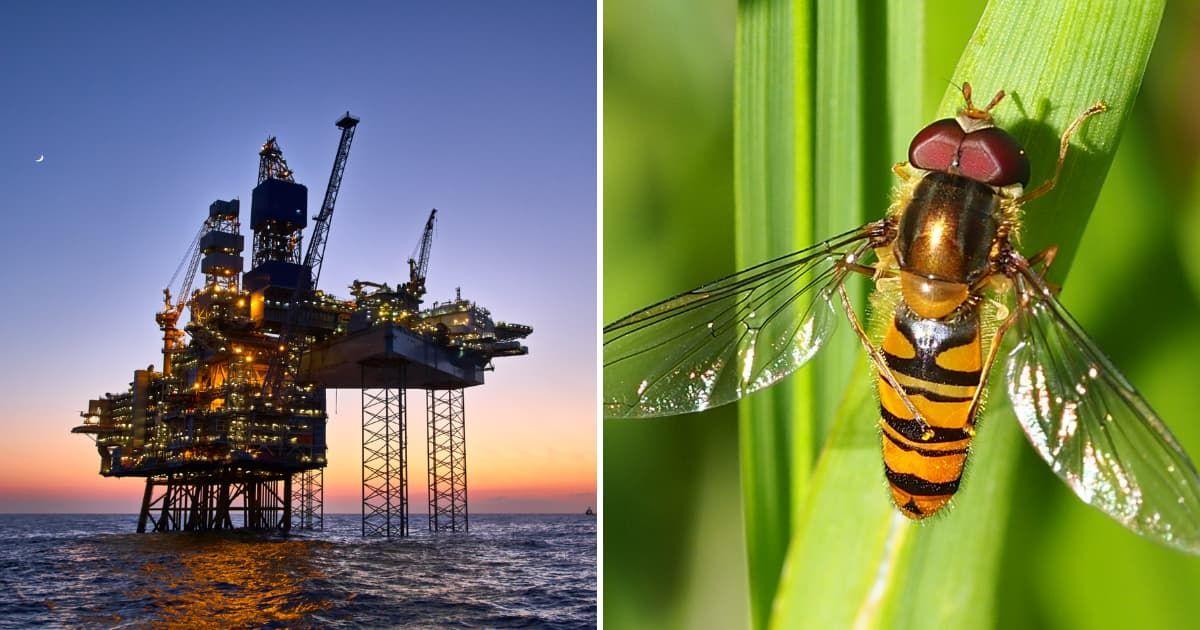 (L) Oil rig in Scotland, (R) Marmalade hoverfly (Representative Cover Image Source: Getty Images | (L) Igors Aleksejevs, (R) Valter Jacinto)