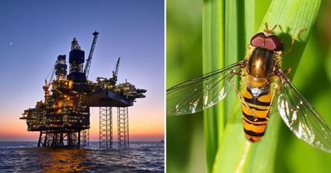 (L) Oil rig in Scotland, (R) Marmalade hoverfly (Representative Cover Image Source: Getty Images | (L) Igors Aleksejevs, (R) Valter Jacinto)