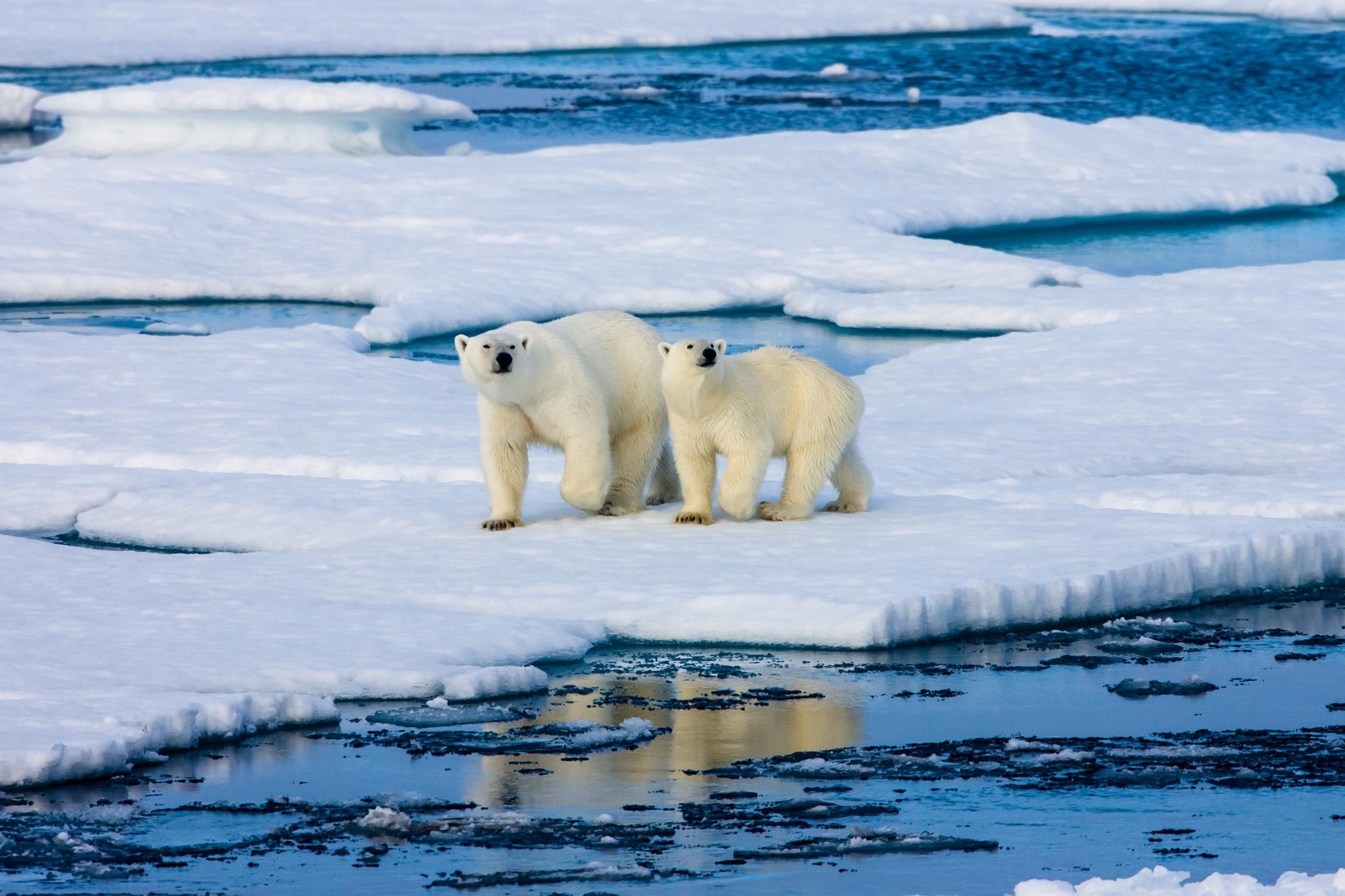 Two polar bears walk across melting ice surrounded by water.