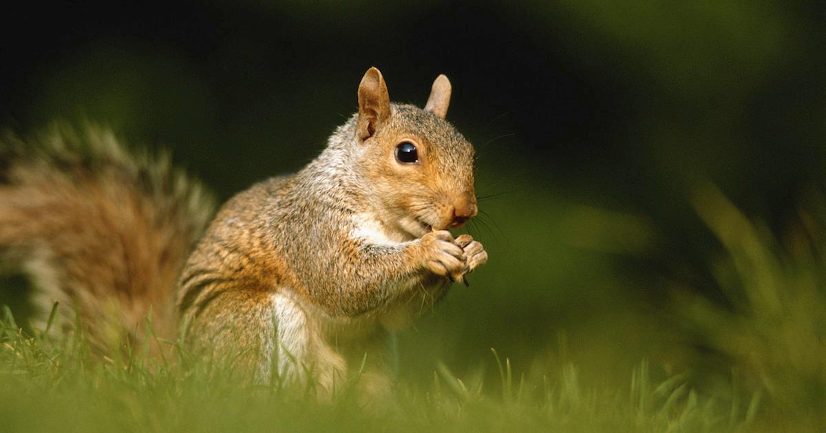 Squirrel in a field snacking on a nut.