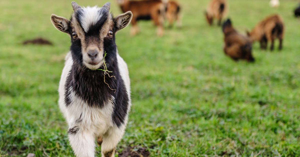 goats grazing weed killing