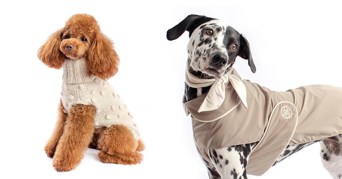 Two dogs in Colette et Gastón outfits on white background