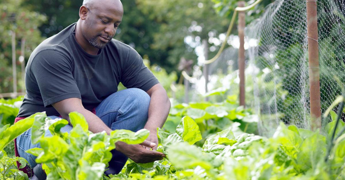 Man kneels down by lettuce plants in the garden.