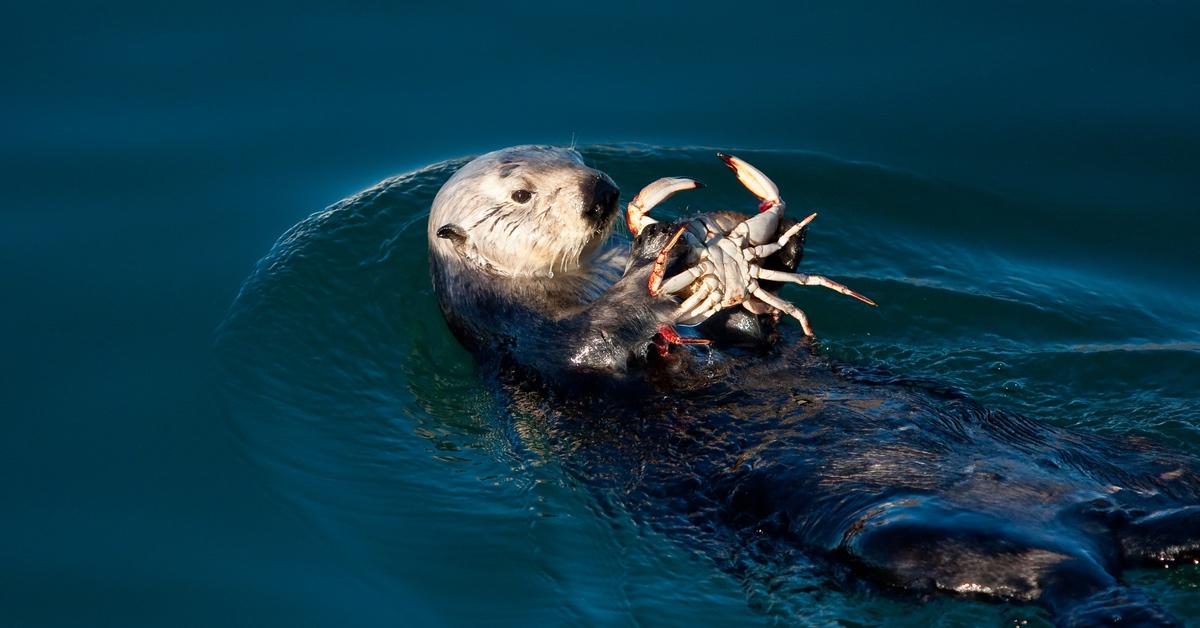 Sea otter eating a crab in the water