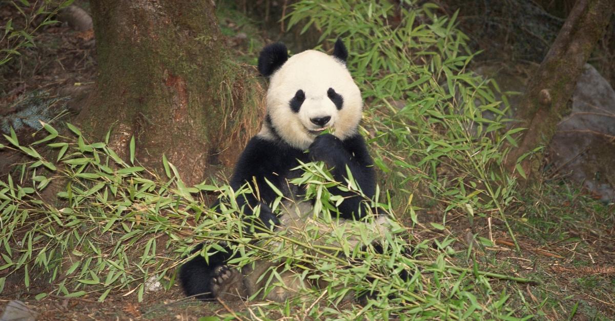 panda bear eating