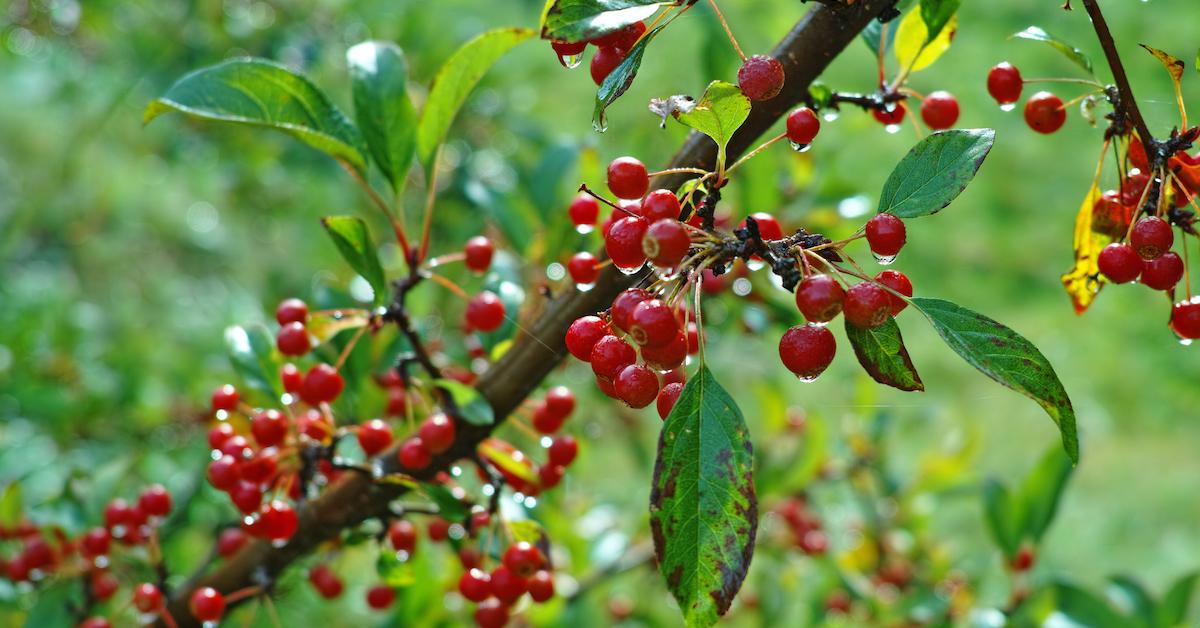 Wild Berries