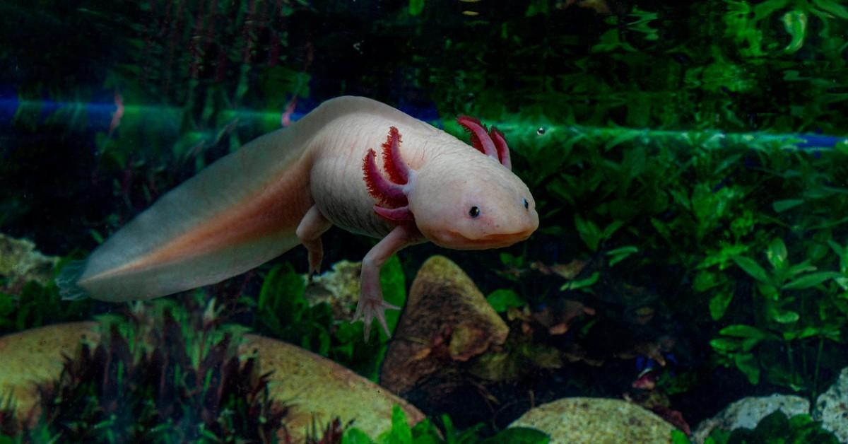 A white and pink axolotl swims in the water