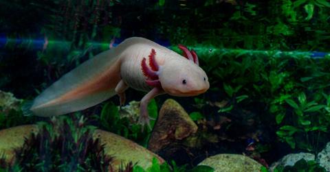 A white and pink axolotl swims in the water