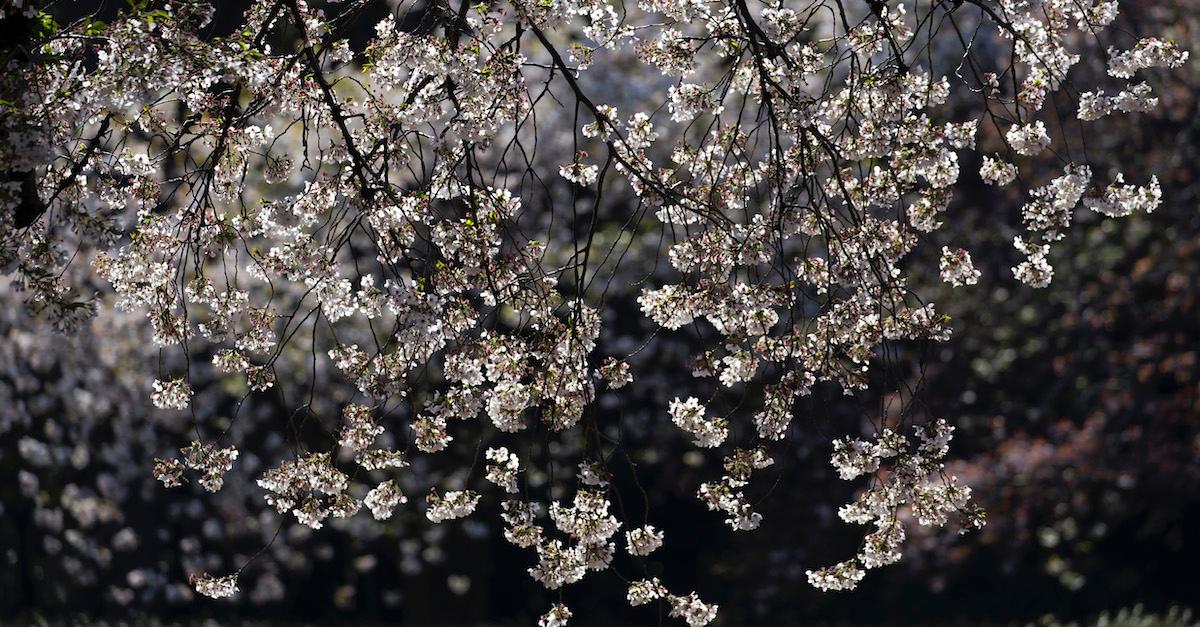 DC Cherry Blossom Festival Moved up to Mid-March Due to Warm Winter