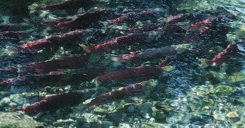 Pesticides Marine Life