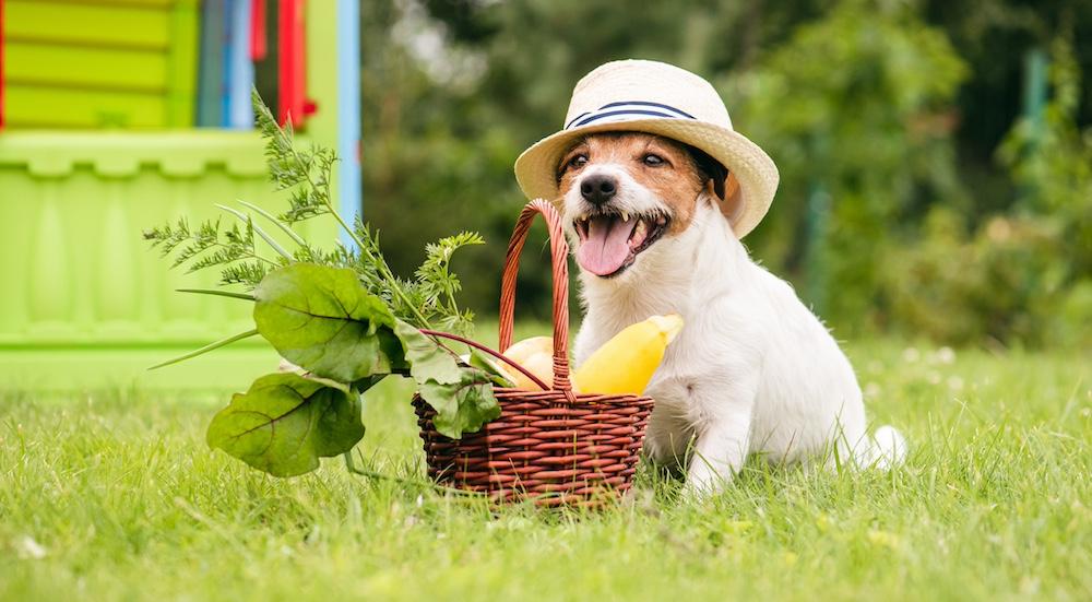 A small dog wearing a hat and carrying a basket full of fresh produce. 