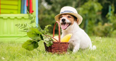 A small dog wearing a hat and carrying a basket full of fresh produce.