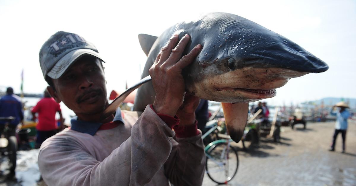 shark killing tournament