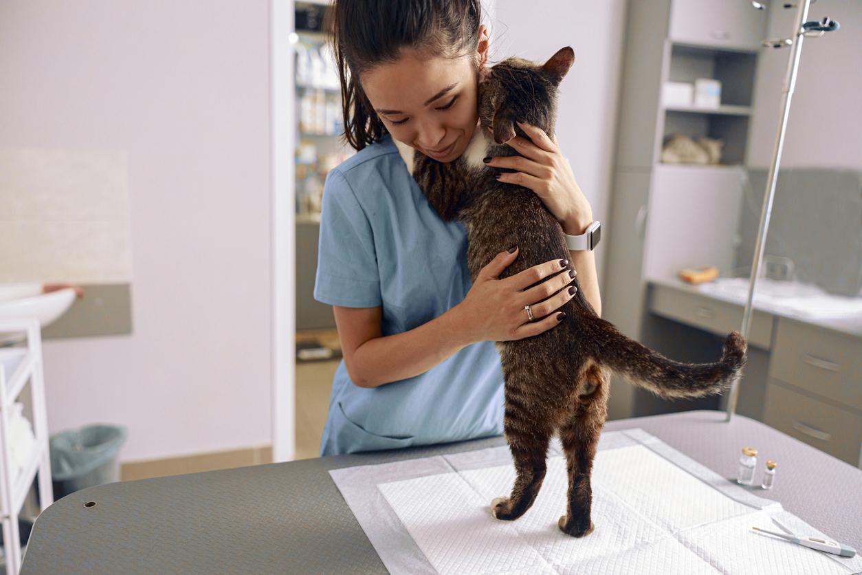 A cat with dark fur stands on its hind legs and hugs a veterinarian in blue scrubs.