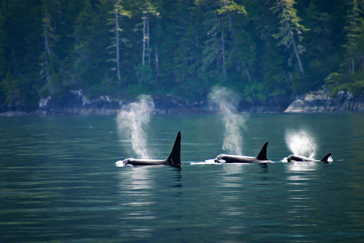 Three orcas appear above water with trees in the background.