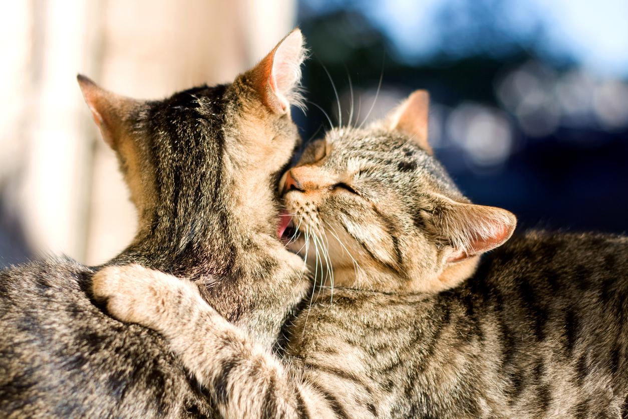 A tabby cat on the right puts his paw around a tabby cat on the left while grooming the cat's neck.