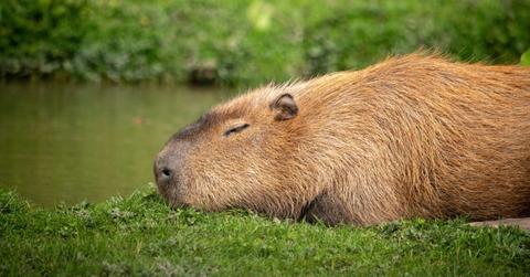 A capybara lies in the grass next to the water