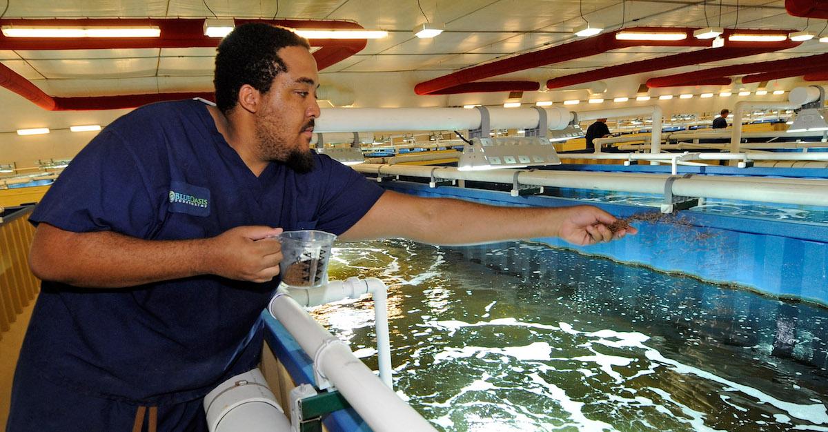 Man working in shrimp farm