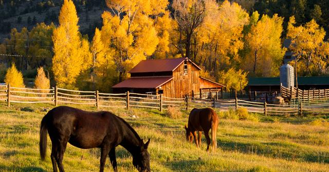 Why Do Horses Need Shoes? Horseshoes Do Serve a Purpose