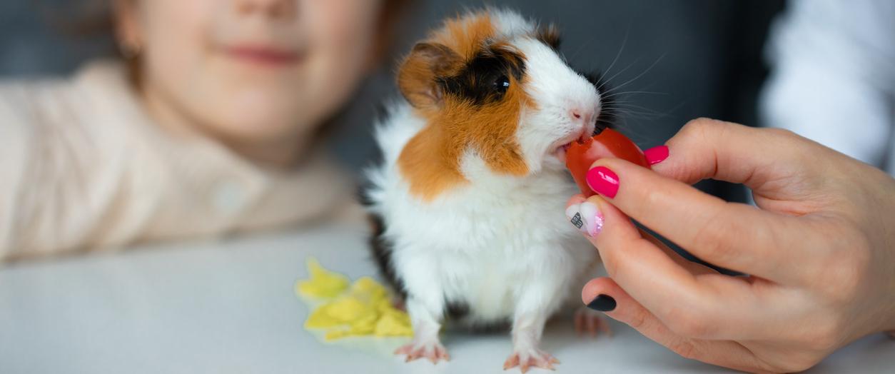 When do baby clearance guinea pigs start eating