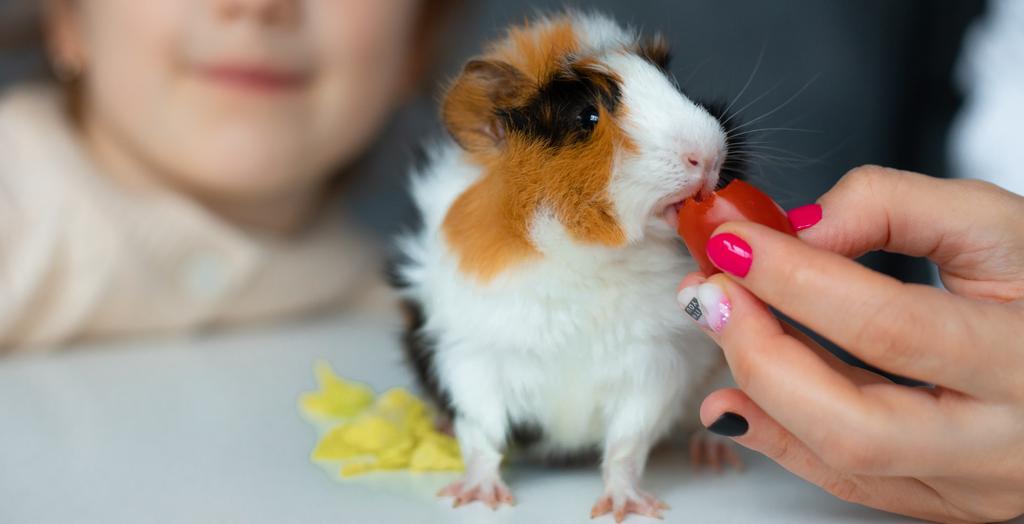 Can Guinea Pigs Eat Tomatoes? To Feed or Not to Feed