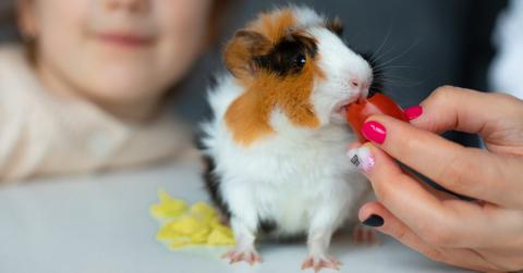 A guinea pig being fed a tomato on a table.