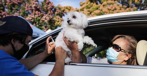 Canine Influenza Flu Shot Side Effects