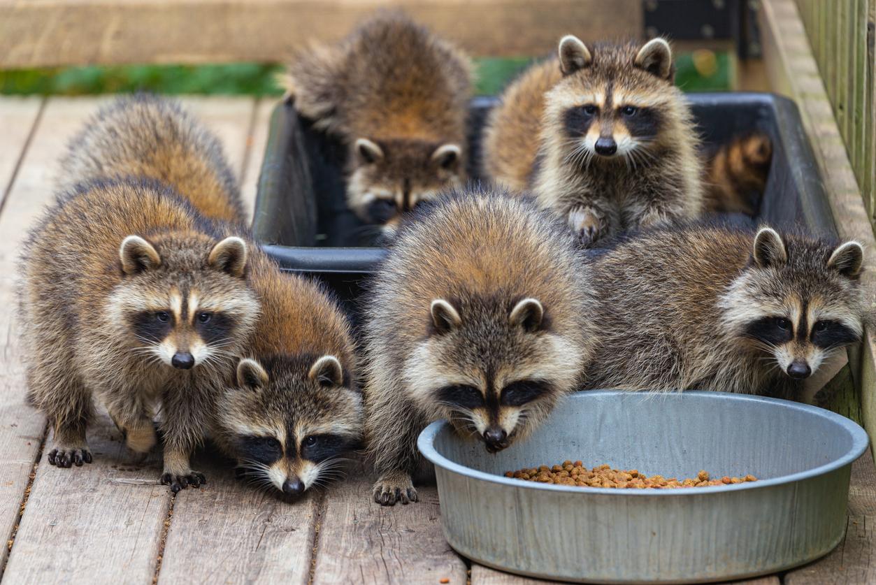 A group of six raccoons approach a tin feeding bowl with dry food in it atop a wooden deck.