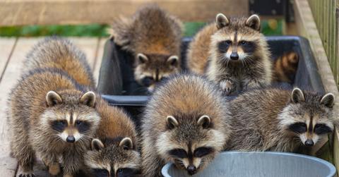 A group of six raccoons approach a tin feeding bowl with dry food in it atop a wooden deck.