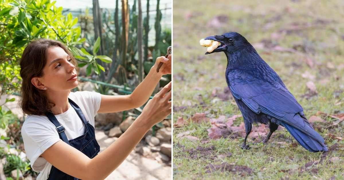 (L) A woman pruning her garden, (R) An aggressive crow with peanuts in its beak. (Representative Cover Image Source: (L) Freepik | (R) Pexels | Siegfried Poepperl)