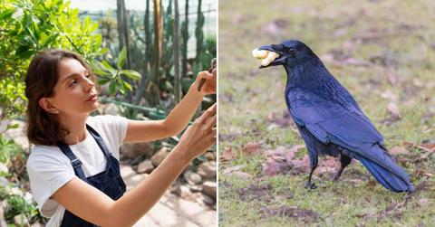 (L) A woman pruning her garden, (R) An aggressive crow with peanuts in its beak. (Representative Cover Image Source: (L) Freepik | (R) Pexels | Siegfried Poepperl)