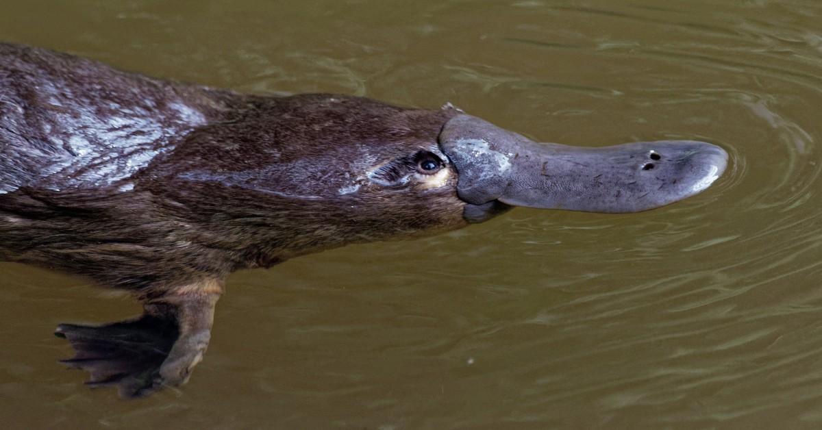 A duckbilled platypus swimming in the water