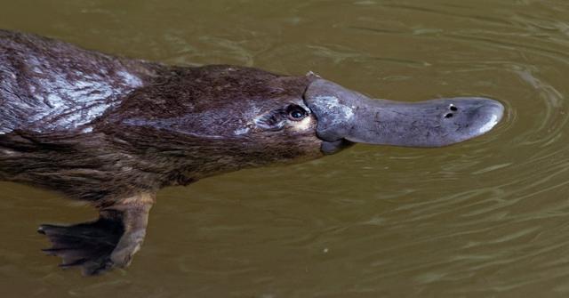 What Sound Does a Platypus Make? They're Too Cute for Words