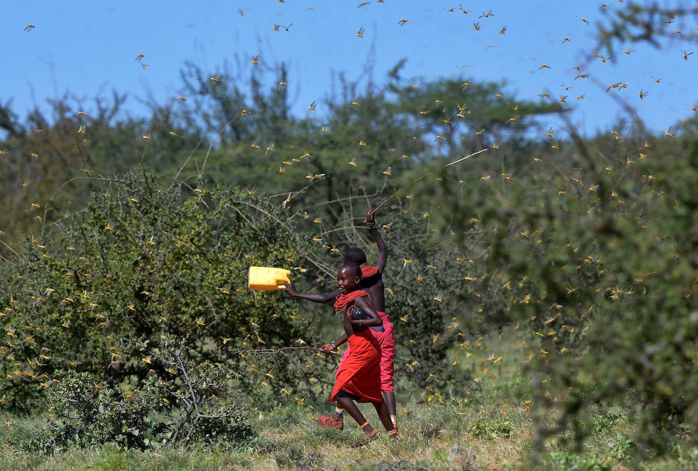 locust swarm