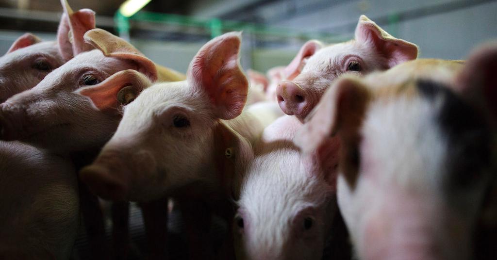Animal Abuse in the Pork Industry Is Rampant — Here’s What We Know