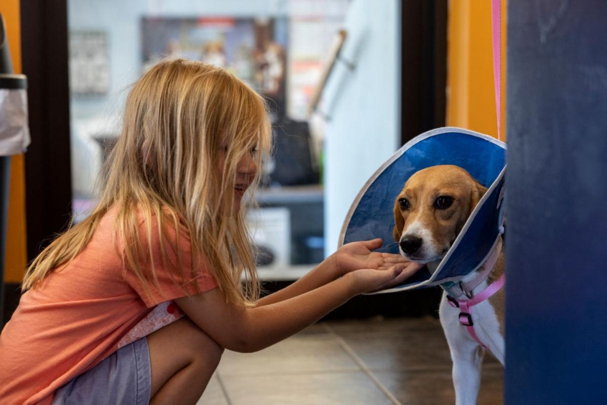 Young girl visits a beagle wearing a protective cone.