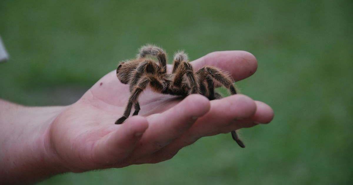 A spider resting on a person's hand. (Representative Cover Image Source: Pexels | Nora Melbourne)