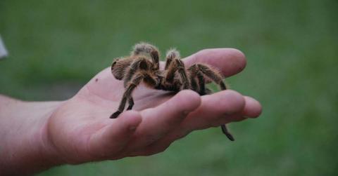 A spider resting on a person's hand. (Representative Cover Image Source: Pexels | Nora Melbourne)