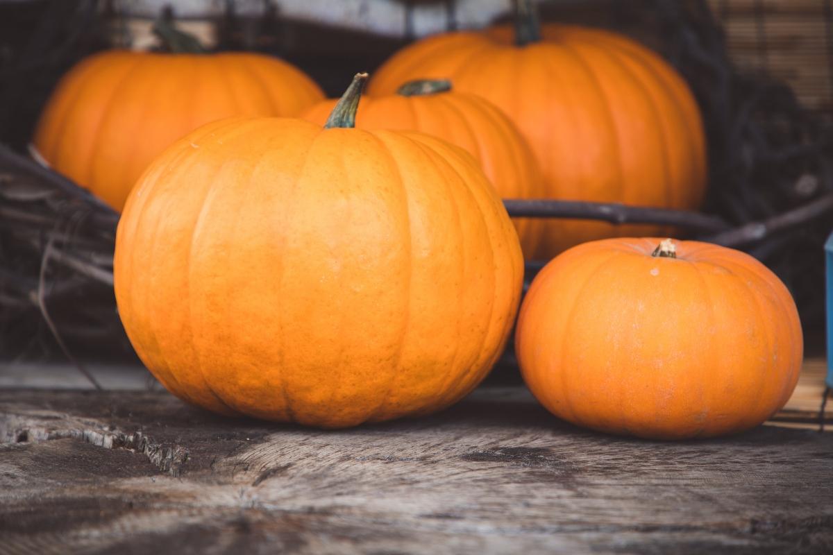 Ripe pumpkins on the ground.