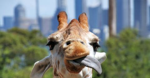 A giraffe with their tongue sticking out.