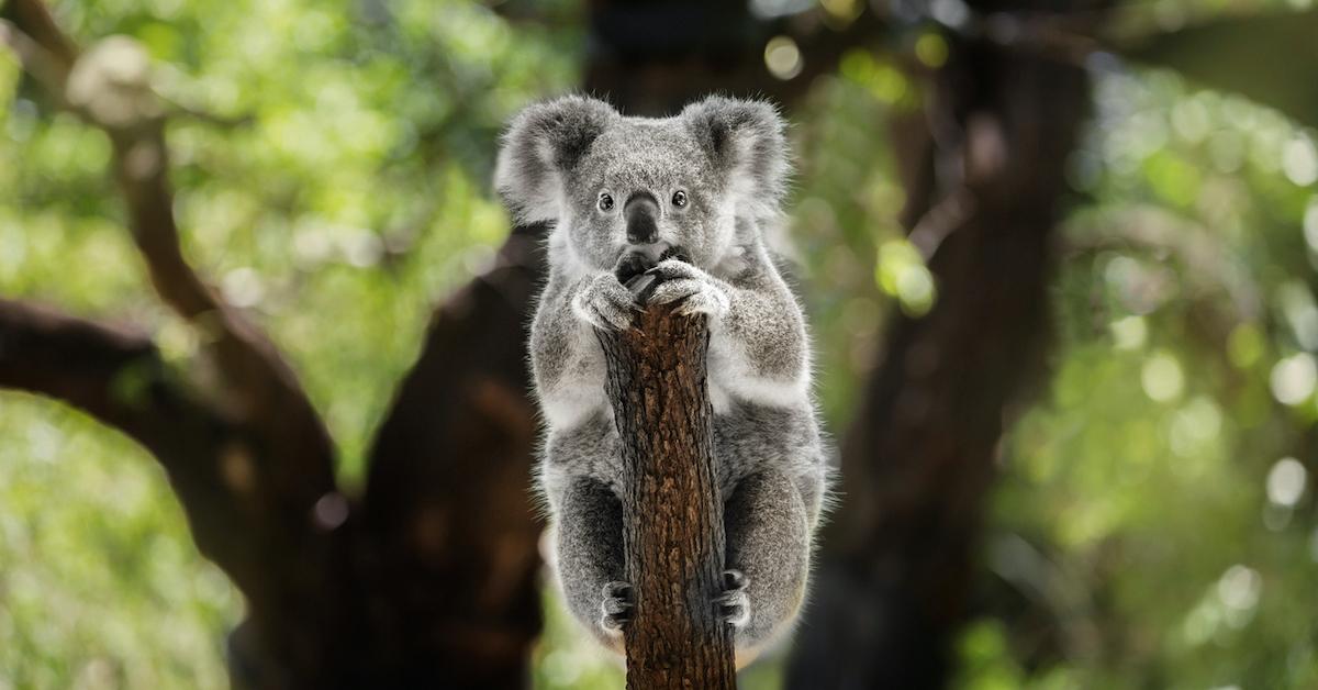 koala