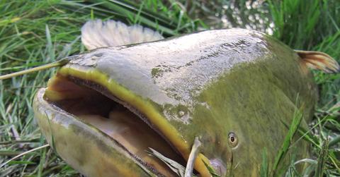 Chernobyl Catfish